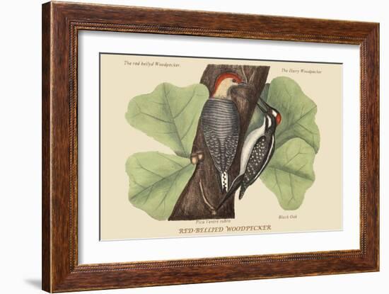 Red Bellied Woodpecker-Mark Catesby-Framed Art Print