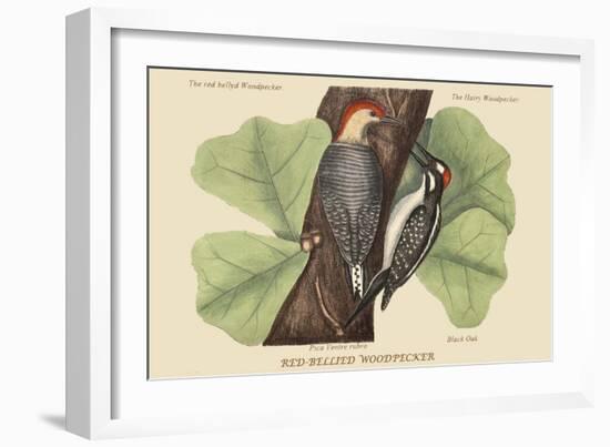 Red Bellied Woodpecker-Mark Catesby-Framed Art Print