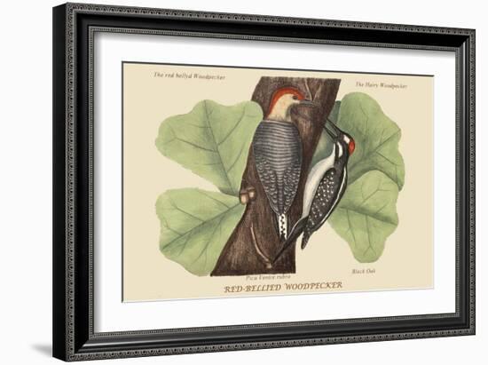 Red Bellied Woodpecker-Mark Catesby-Framed Art Print