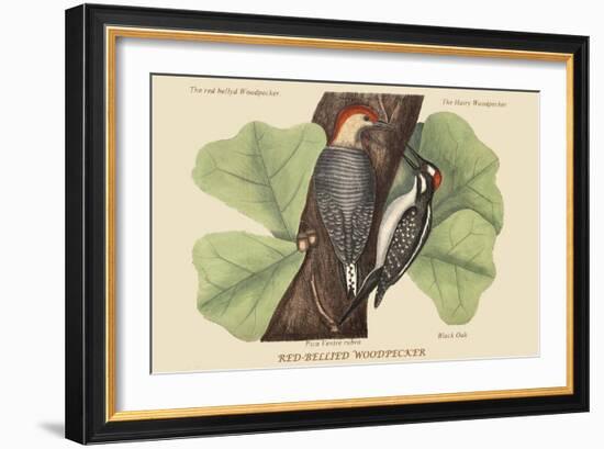 Red Bellied Woodpecker-Mark Catesby-Framed Art Print