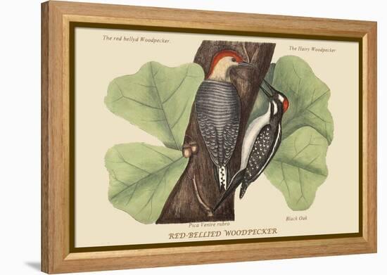 Red Bellied Woodpecker-Mark Catesby-Framed Stretched Canvas