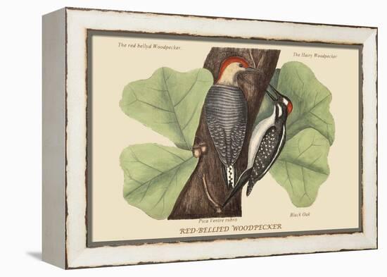 Red Bellied Woodpecker-Mark Catesby-Framed Stretched Canvas