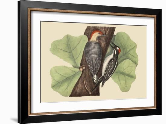 Red Bellied Woodpecker-Mark Catesby-Framed Art Print