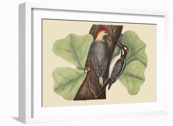 Red Bellied Woodpecker-Mark Catesby-Framed Art Print