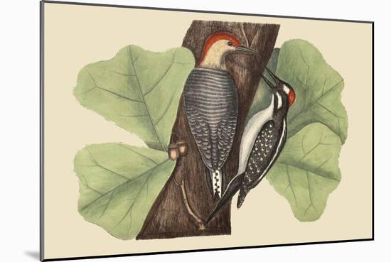 Red Bellied Woodpecker-Mark Catesby-Mounted Art Print