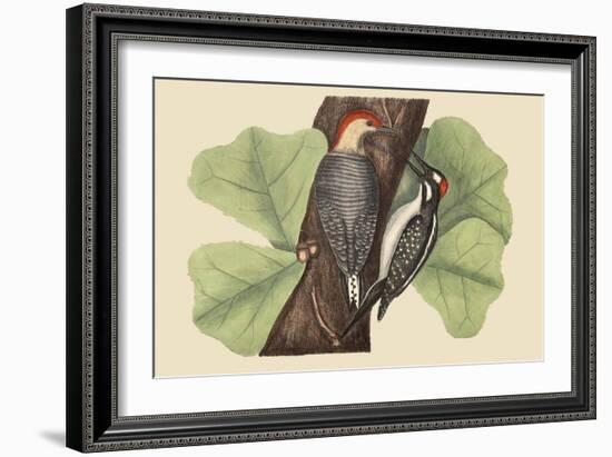 Red Bellied Woodpecker-Mark Catesby-Framed Art Print