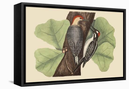 Red Bellied Woodpecker-Mark Catesby-Framed Stretched Canvas