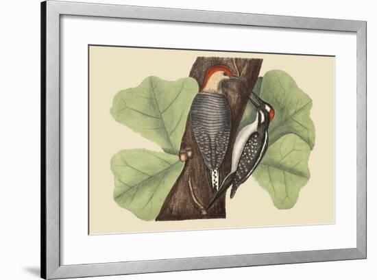 Red Bellied Woodpecker-Mark Catesby-Framed Art Print