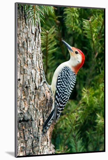 Red-Bellied Woodpecker-Gary Carter-Mounted Photographic Print