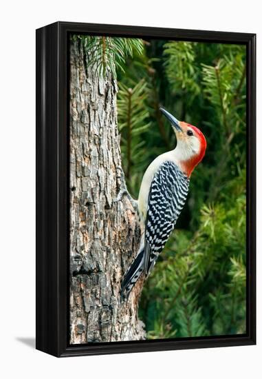 Red-Bellied Woodpecker-Gary Carter-Framed Premier Image Canvas