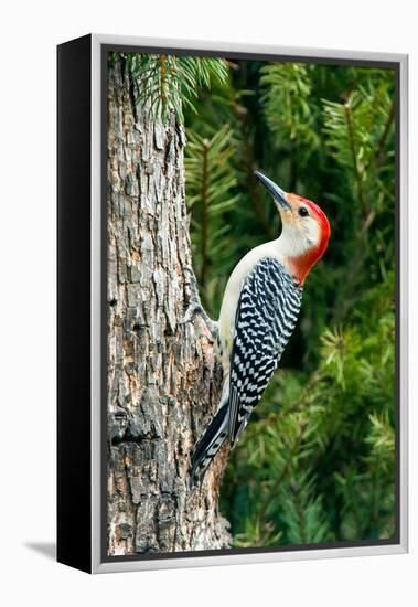 Red-Bellied Woodpecker-Gary Carter-Framed Premier Image Canvas