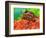 Red Belly Turtle Hatchling, Native to Southern USA-David Northcott-Framed Photographic Print