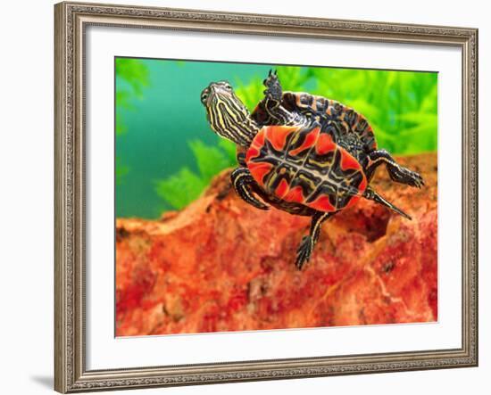 Red Belly Turtle Hatchling, Native to Southern USA-David Northcott-Framed Photographic Print