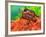 Red Belly Turtle Hatchling, Native to Southern USA-David Northcott-Framed Photographic Print