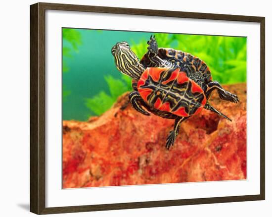 Red Belly Turtle Hatchling, Native to Southern USA-David Northcott-Framed Photographic Print