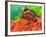 Red Belly Turtle Hatchling, Native to Southern USA-David Northcott-Framed Photographic Print