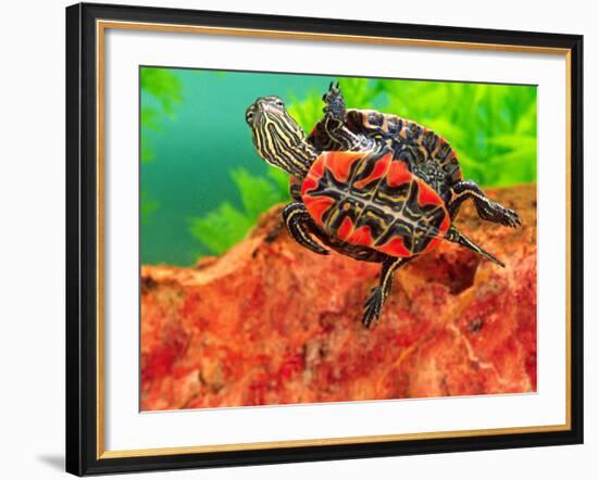 Red Belly Turtle Hatchling, Native to Southern USA-David Northcott-Framed Photographic Print