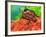 Red Belly Turtle Hatchling, Native to Southern USA-David Northcott-Framed Photographic Print