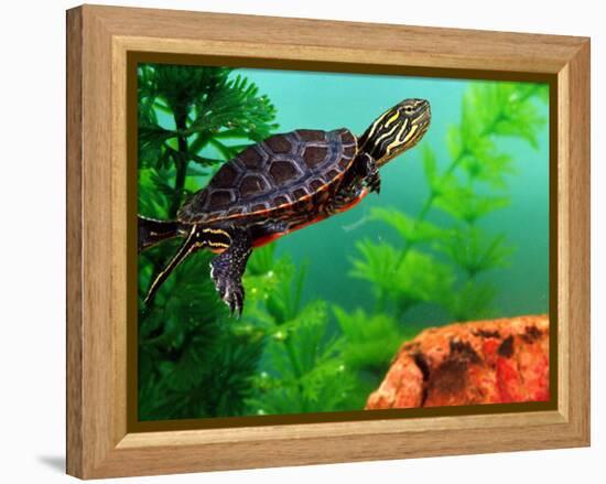 Red Belly Turtle Hatchling, Native to Southern USA-David Northcott-Framed Premier Image Canvas