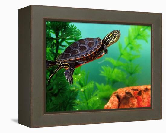 Red Belly Turtle Hatchling, Native to Southern USA-David Northcott-Framed Premier Image Canvas