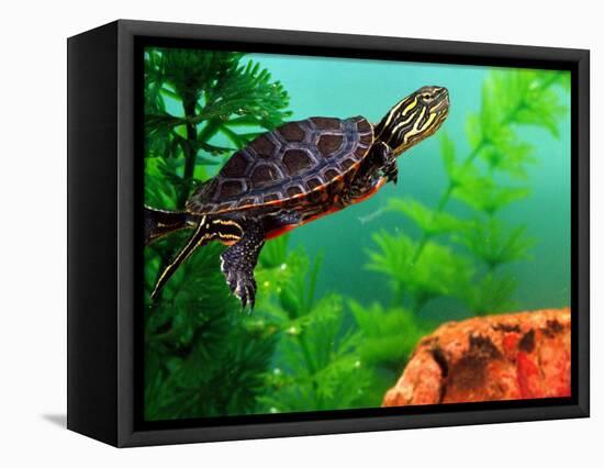 Red Belly Turtle Hatchling, Native to Southern USA-David Northcott-Framed Premier Image Canvas