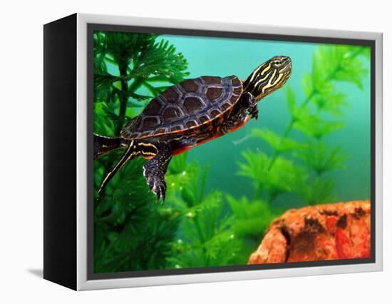 Red Belly Turtle Hatchling, Native to Southern USA-David Northcott-Framed Premier Image Canvas