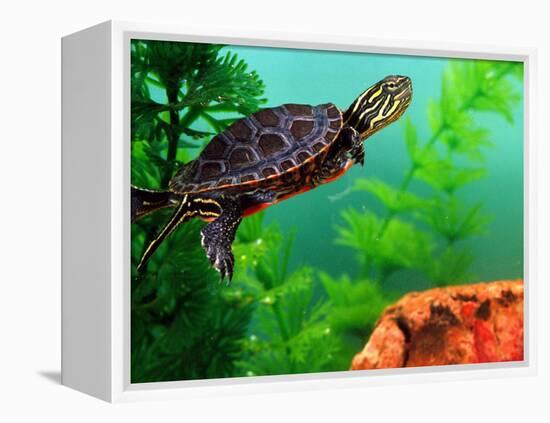 Red Belly Turtle Hatchling, Native to Southern USA-David Northcott-Framed Premier Image Canvas