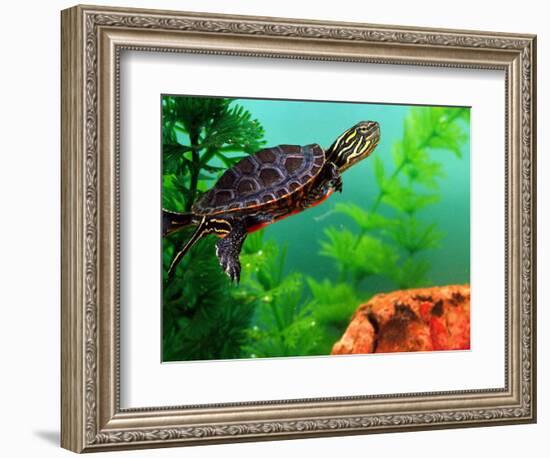 Red Belly Turtle Hatchling, Native to Southern USA-David Northcott-Framed Photographic Print