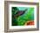 Red Belly Turtle Hatchling, Native to Southern USA-David Northcott-Framed Photographic Print