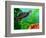 Red Belly Turtle Hatchling, Native to Southern USA-David Northcott-Framed Photographic Print