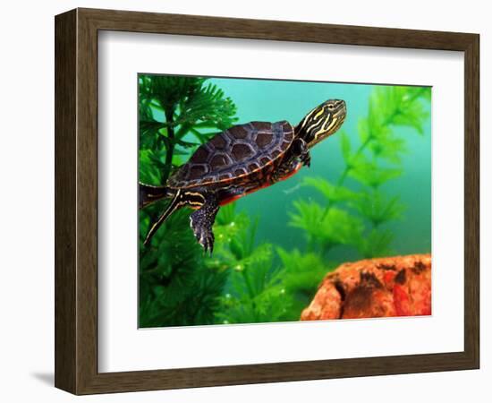 Red Belly Turtle Hatchling, Native to Southern USA-David Northcott-Framed Photographic Print