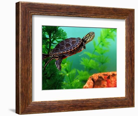 Red Belly Turtle Hatchling, Native to Southern USA-David Northcott-Framed Photographic Print