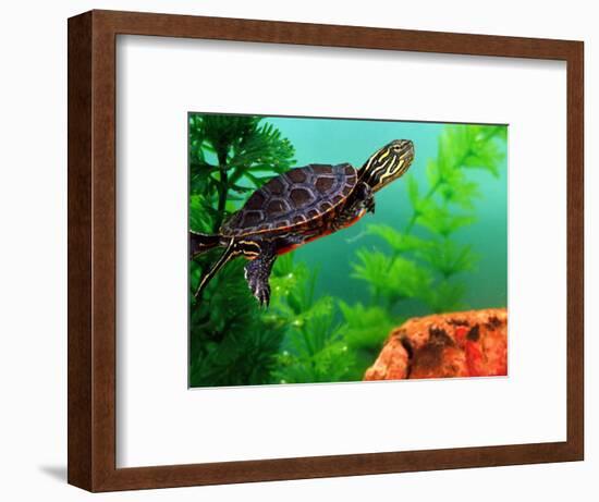 Red Belly Turtle Hatchling, Native to Southern USA-David Northcott-Framed Photographic Print