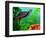 Red Belly Turtle Hatchling, Native to Southern USA-David Northcott-Framed Photographic Print