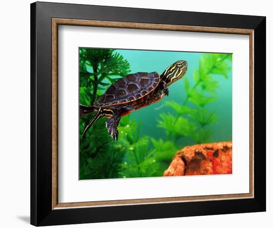 Red Belly Turtle Hatchling, Native to Southern USA-David Northcott-Framed Photographic Print