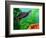 Red Belly Turtle Hatchling, Native to Southern USA-David Northcott-Framed Photographic Print