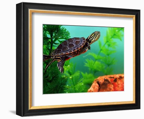 Red Belly Turtle Hatchling, Native to Southern USA-David Northcott-Framed Photographic Print