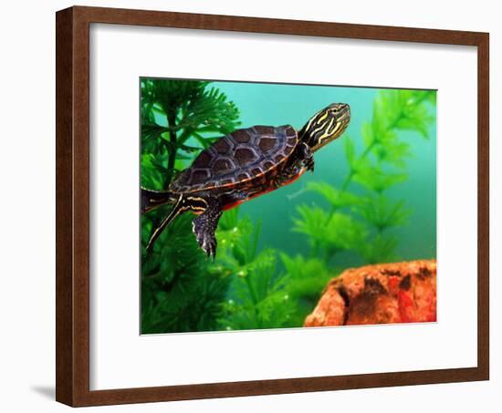 Red Belly Turtle Hatchling, Native to Southern USA-David Northcott-Framed Photographic Print