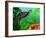 Red Belly Turtle Hatchling, Native to Southern USA-David Northcott-Framed Photographic Print