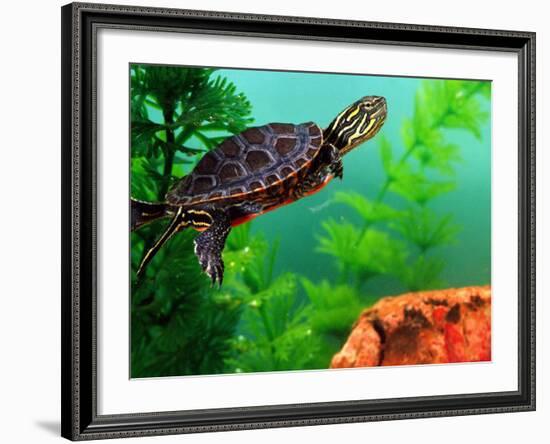 Red Belly Turtle Hatchling, Native to Southern USA-David Northcott-Framed Photographic Print