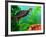 Red Belly Turtle Hatchling, Native to Southern USA-David Northcott-Framed Photographic Print