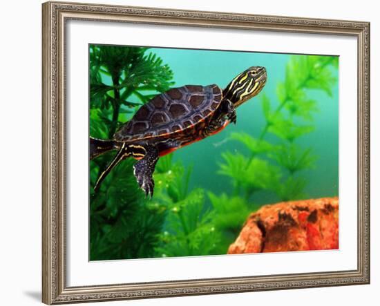 Red Belly Turtle Hatchling, Native to Southern USA-David Northcott-Framed Photographic Print