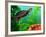 Red Belly Turtle Hatchling, Native to Southern USA-David Northcott-Framed Photographic Print