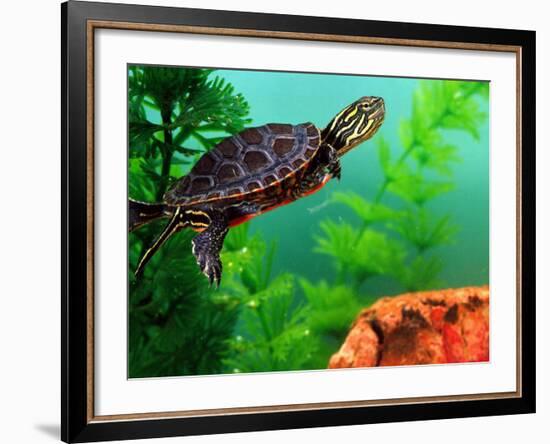 Red Belly Turtle Hatchling, Native to Southern USA-David Northcott-Framed Photographic Print