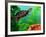 Red Belly Turtle Hatchling, Native to Southern USA-David Northcott-Framed Photographic Print