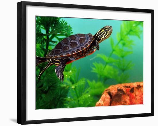 Red Belly Turtle Hatchling, Native to Southern USA-David Northcott-Framed Photographic Print