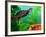 Red Belly Turtle Hatchling, Native to Southern USA-David Northcott-Framed Photographic Print