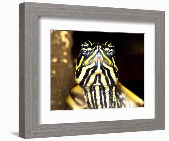 Red Belly Turtle Portrait, Native to Southern USA-David Northcott-Framed Photographic Print