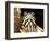 Red Belly Turtle Portrait, Native to Southern USA-David Northcott-Framed Photographic Print