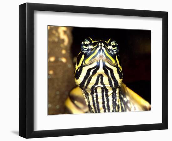 Red Belly Turtle Portrait, Native to Southern USA-David Northcott-Framed Photographic Print